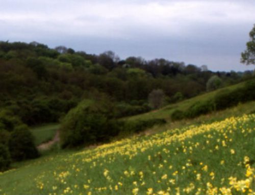 Natural England to declare a new National Nature Reserve for London