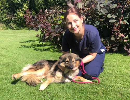Croydon dog warden wins top animal charity awards