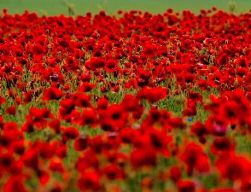 Croydon gathers for Remembrance service and parades