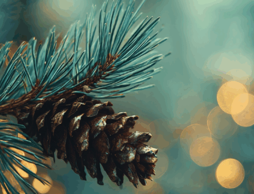 Council services opening hours during the festive season 