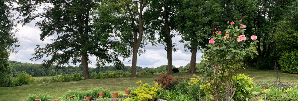 Trees that were damaged by a developed in Coulsdon.