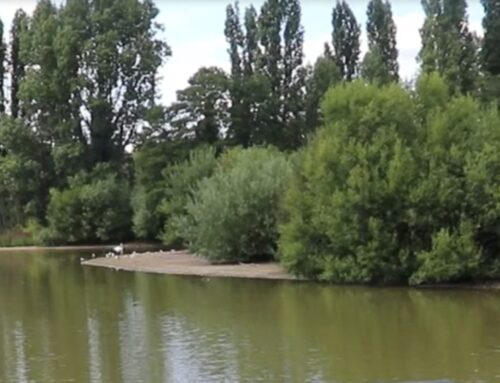 96% of residents back introducing beavers to Croydon